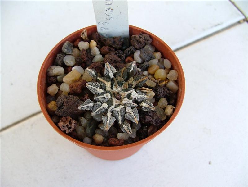 Ariocarpus kotschoubeyanus 