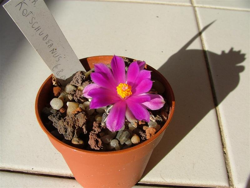 Ariocarpus kotschoubeyanus 