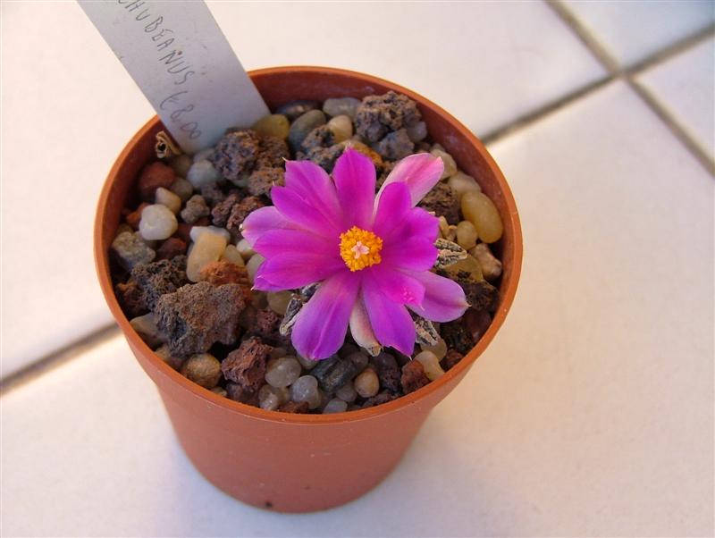 Ariocarpus kotschoubeyanus 