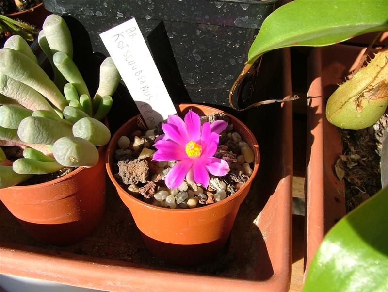 Ariocarpus kotschoubeyanus 