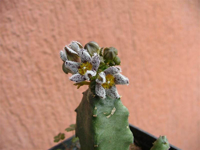 Caralluma burchardii 