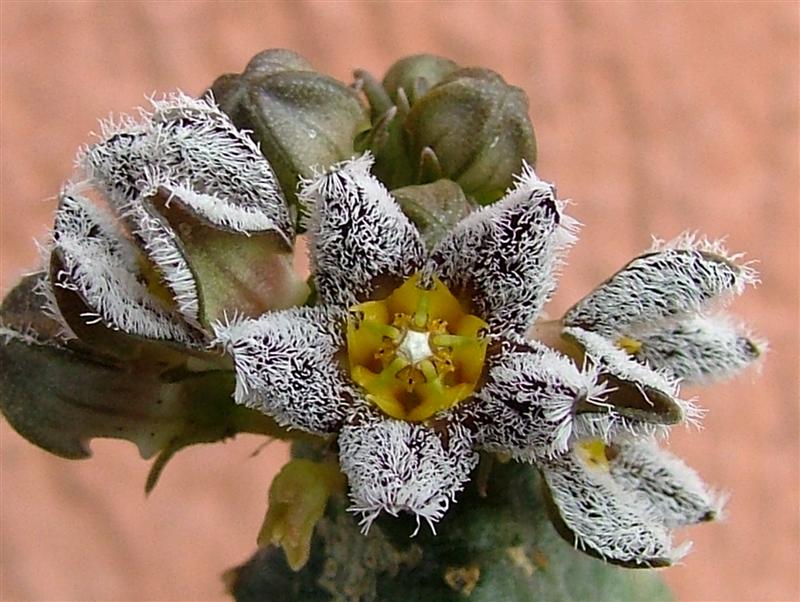 Caralluma burchardii 