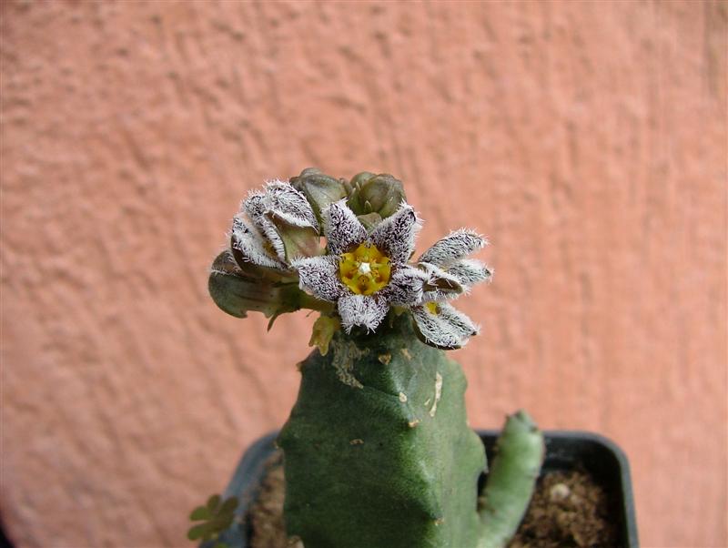 Caralluma burchardii 