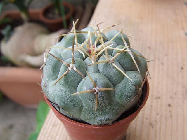 Thelocactus hexaedrophorus 