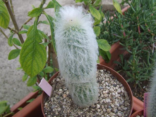 espostoa lanata 
