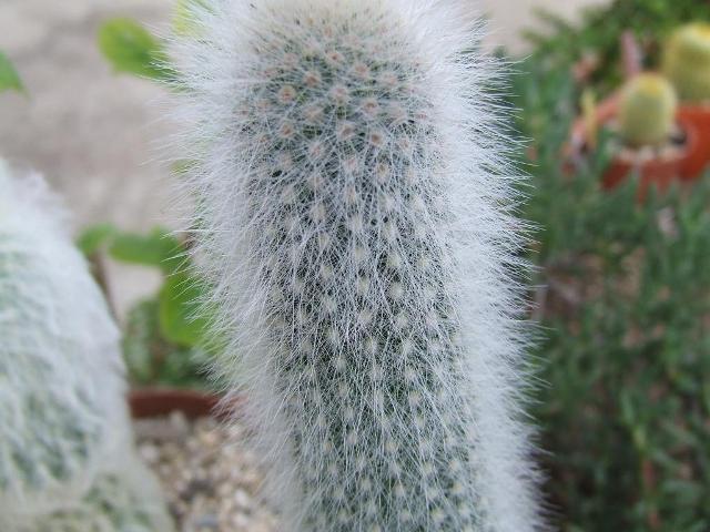 cleistocactus strausii 