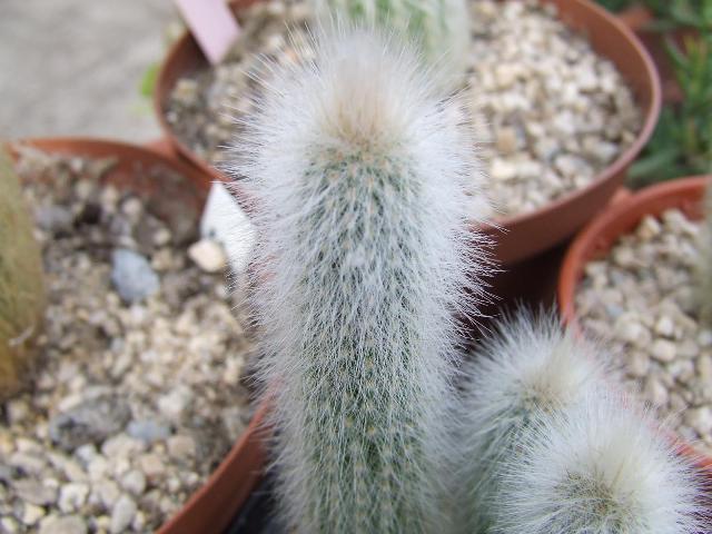 cleistocactus strausii 