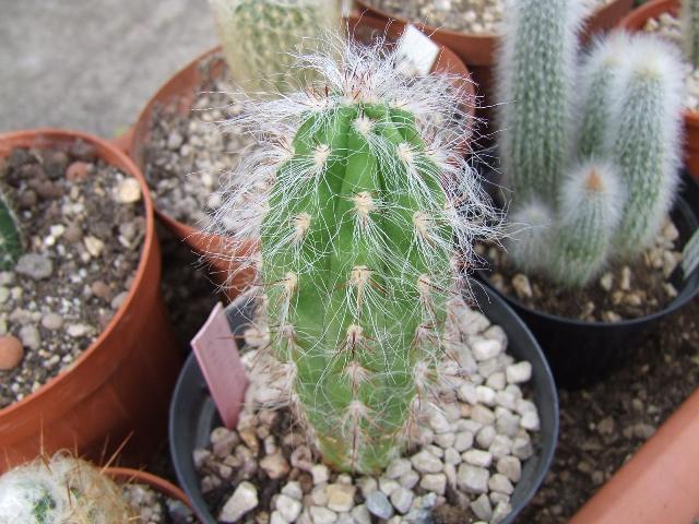 orocereus celsianus 