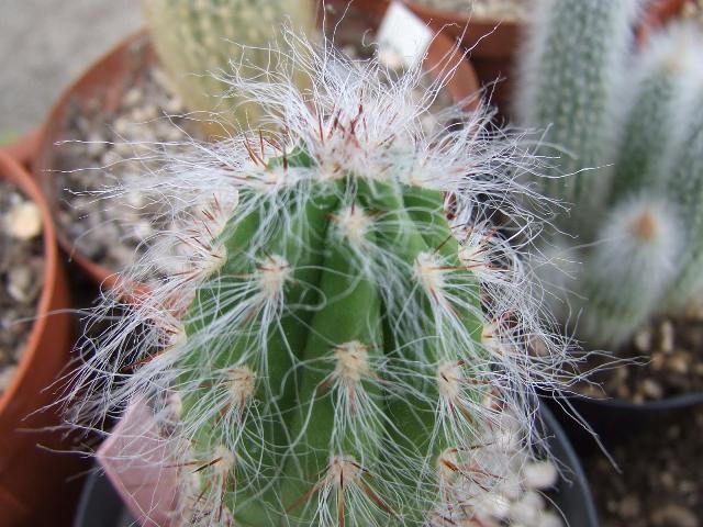 orocereus celsianus 