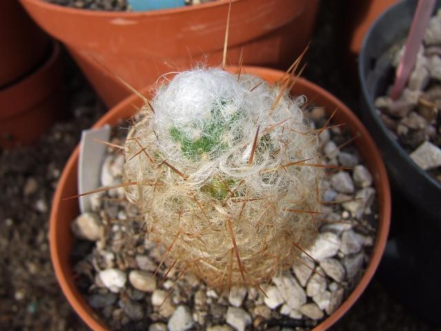 oreocereus trolli 