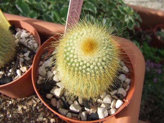 parodia lemingausii 