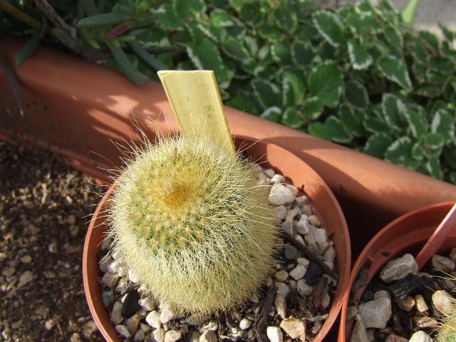 parodia lemingausii 