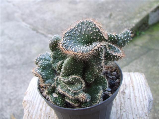 opuntia ? 