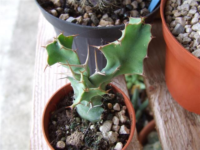 euphorbia grandicornis  