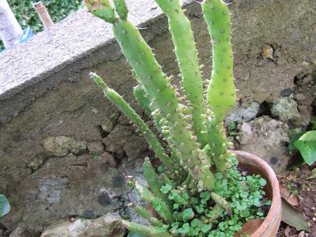 opuntia ? 