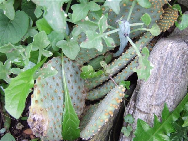 opuntia ? 