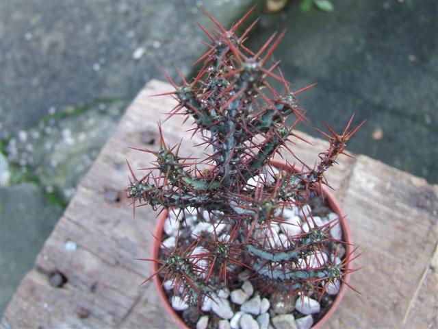 euphorbia  