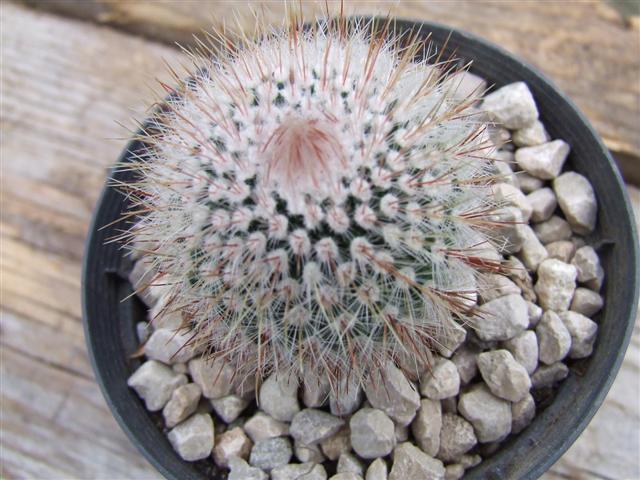 mammillaria  