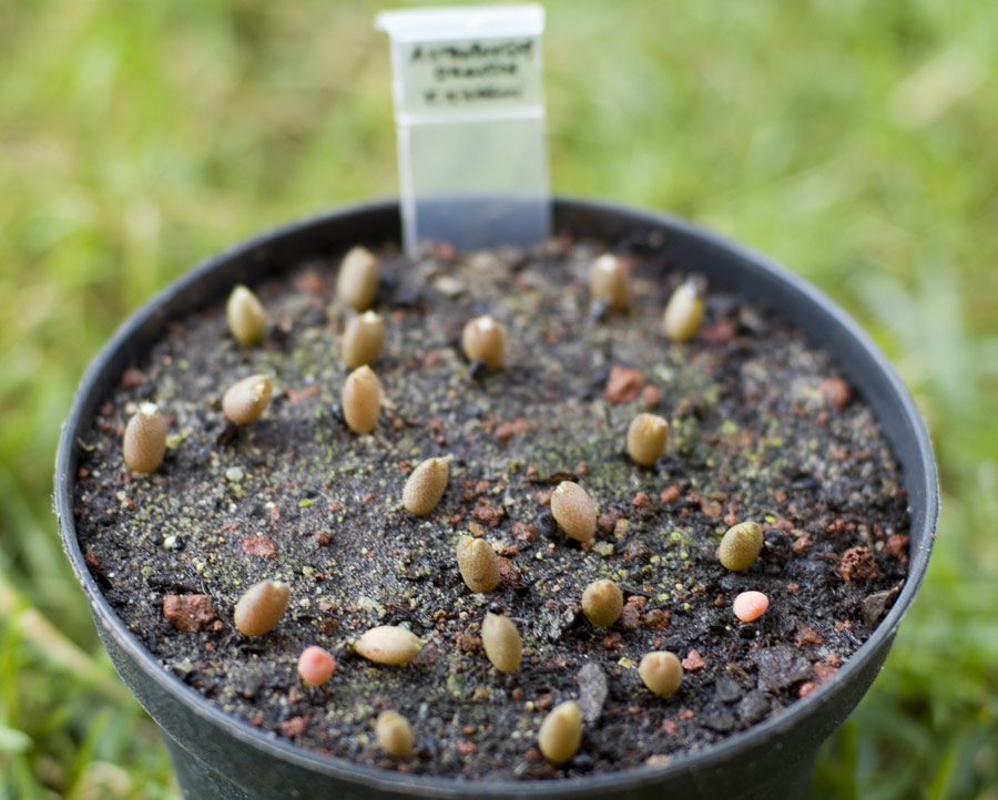 Astrophytum ornatum 