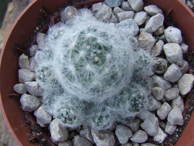 mammillaria  