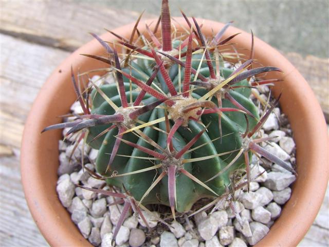 ferocactus  