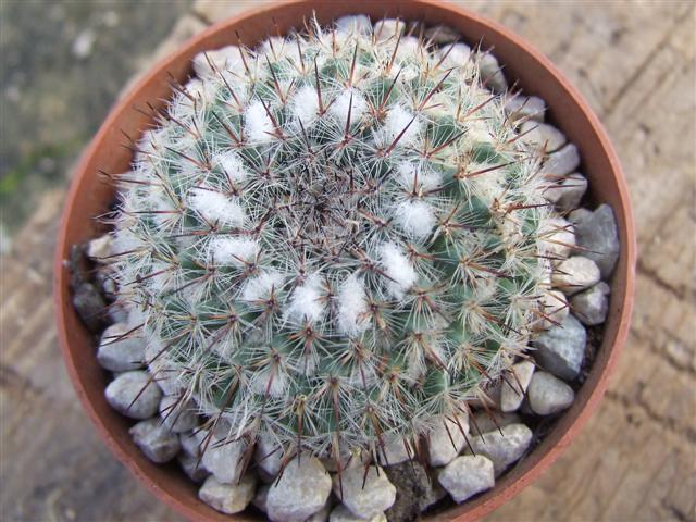 mammillaria  
