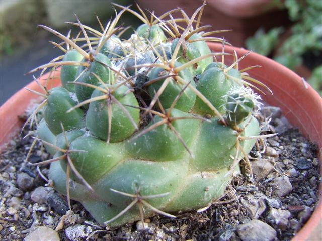 coryphantha  