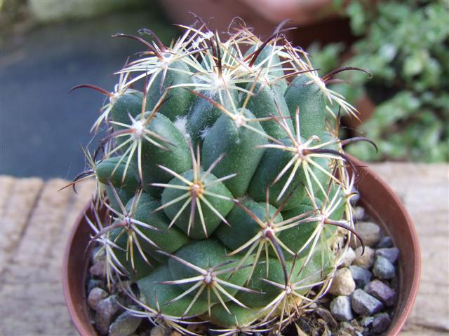coryphantha  