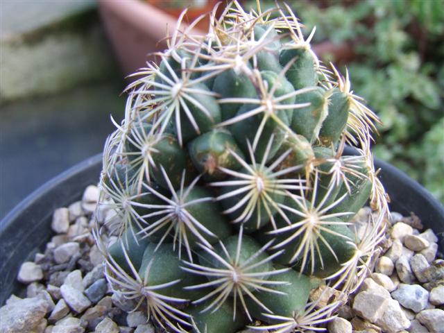 coryphantha  