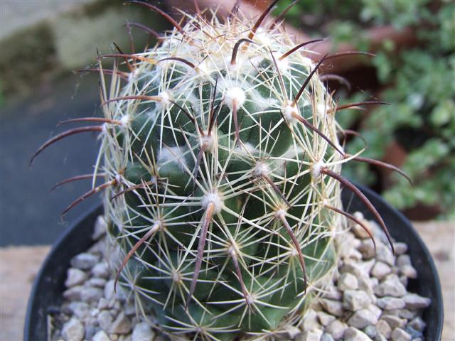 coryphantha  