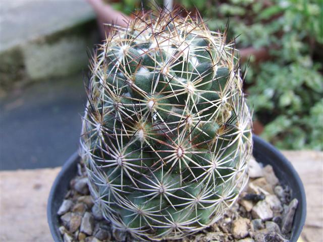 coryphantha  