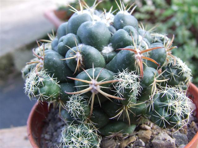 coryphantha  