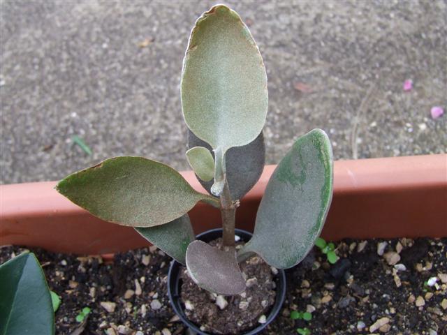 kalanchoe  