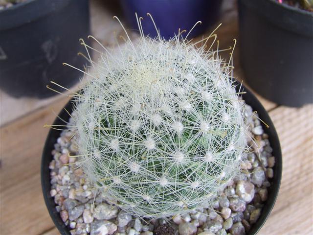 mammillaria  