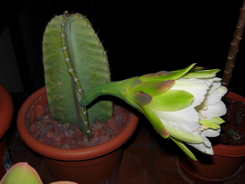 Cereus peruvianus 