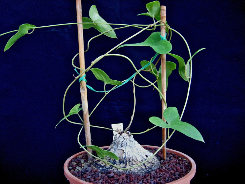 Dioscorea sylvatica 