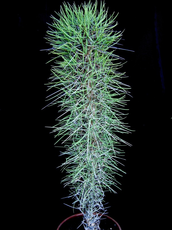 Didierea madagascariensis 