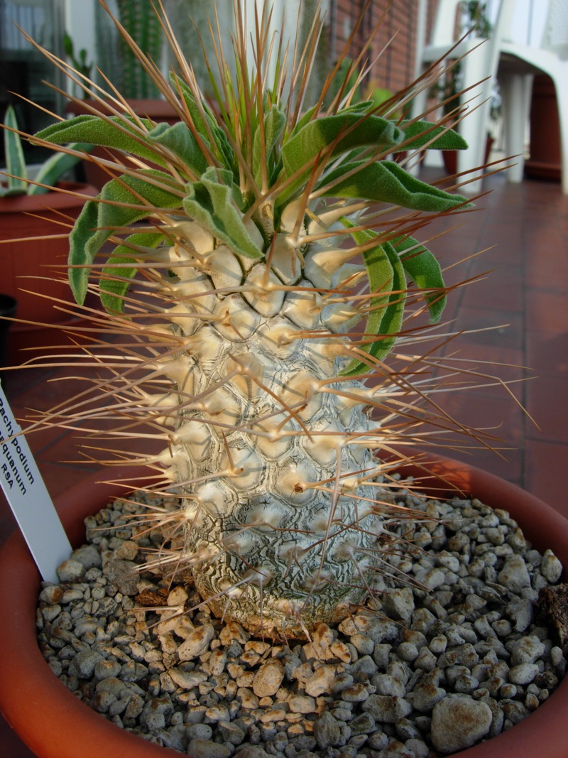 Pachypodium namaquanum 