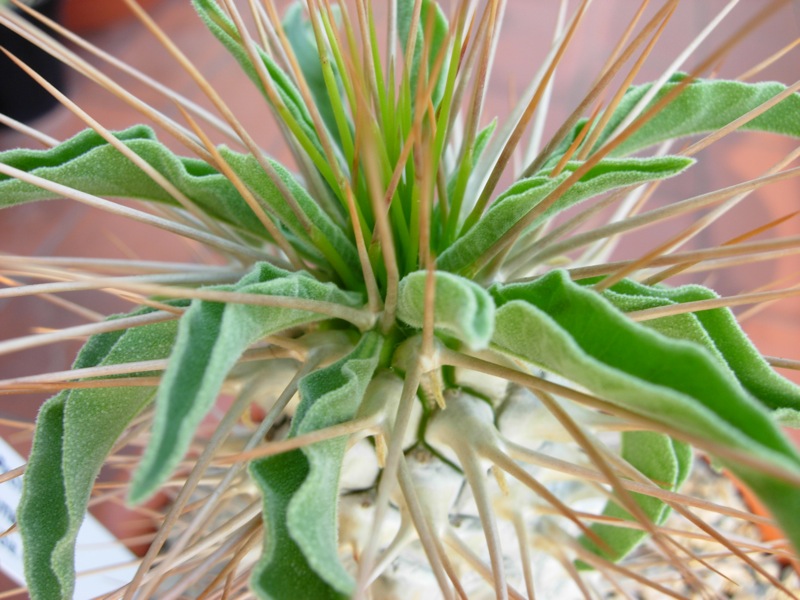 Pachypodium namaquanum 