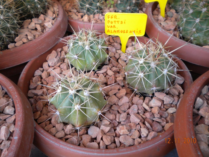 ferocactus pottsii v. alamosensis