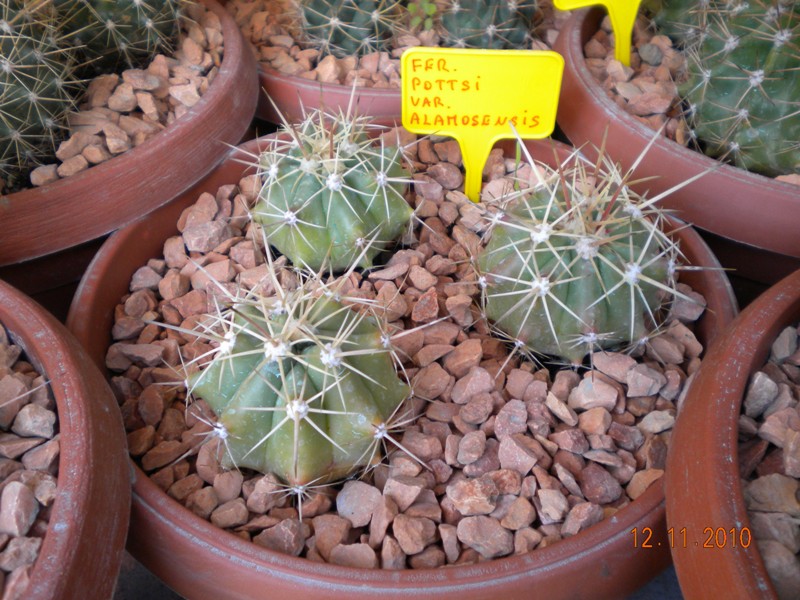 Ferocactus pottsii v. alamosensis 