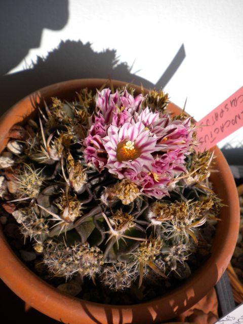 Stenocactus  