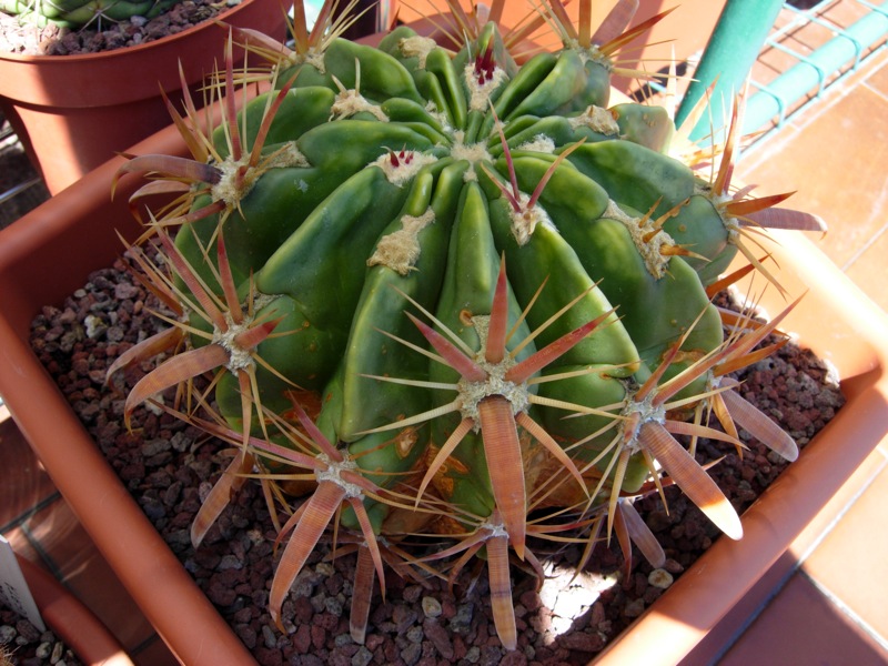 Ferocactus latispinus 
