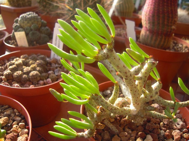 Tylecodon buchholzianus 