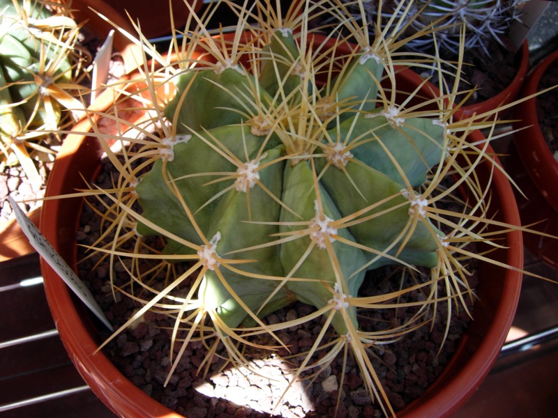Ferocactus glaucescens 
