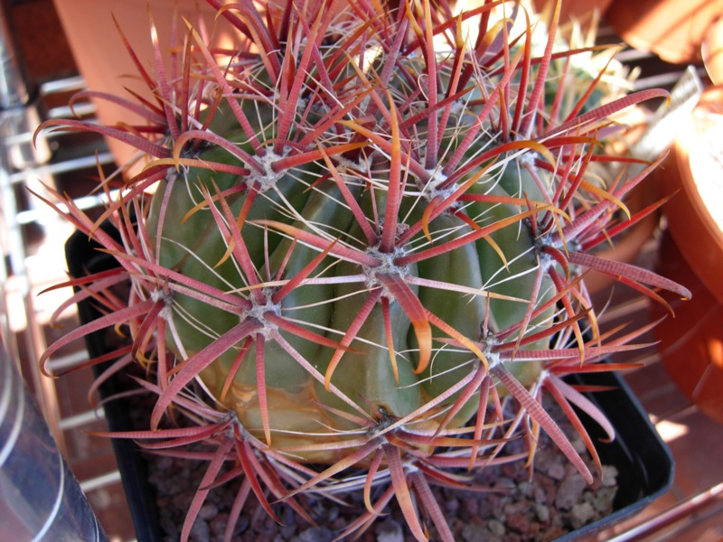 Ferocactus coloratus 