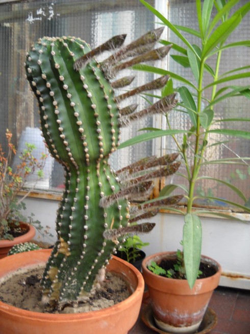 Echinopsis eyriesii 