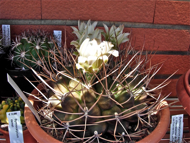 Gymnocalycium pungens 