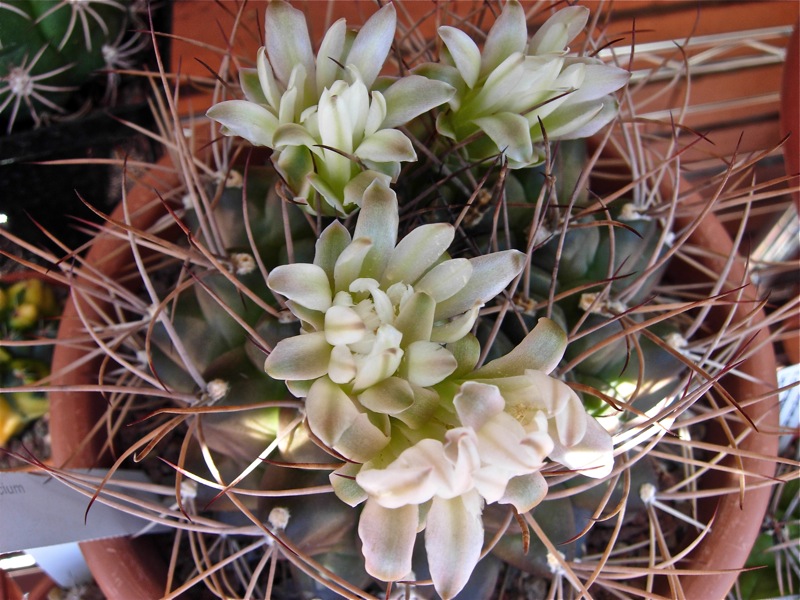 Gymnocalycium pungens 