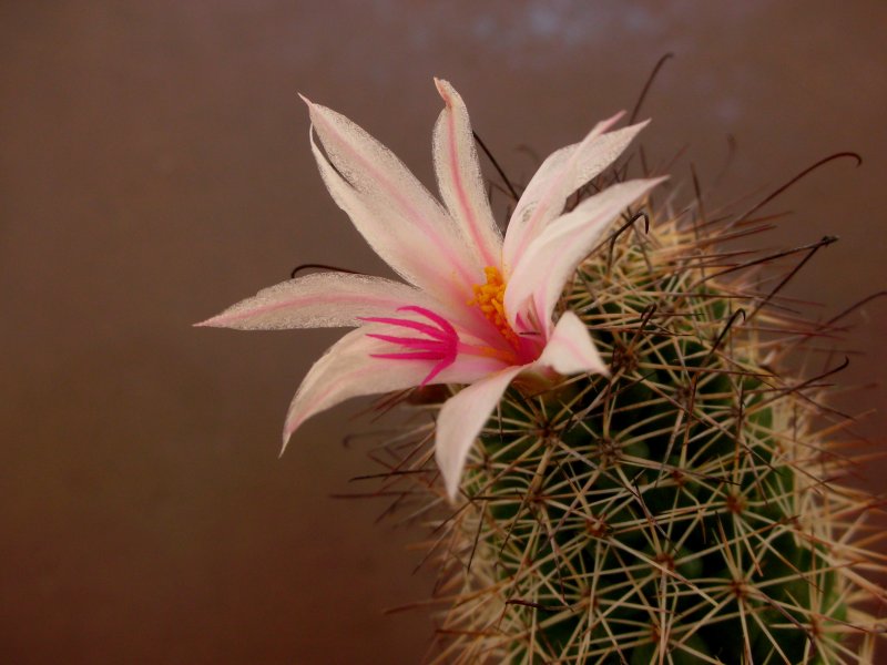 Mammillaria fraileana 